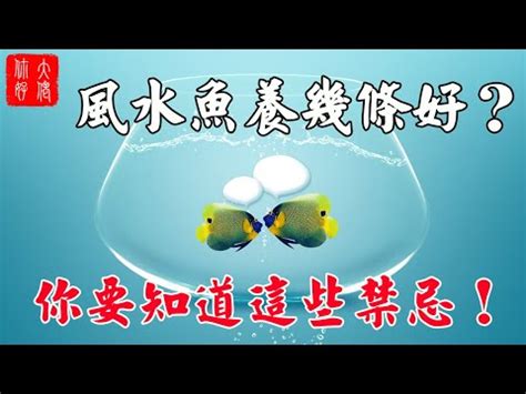 魚缸 魚數量|一個魚缸養多少魚合適，從風水學及科學的角度來告訴你！